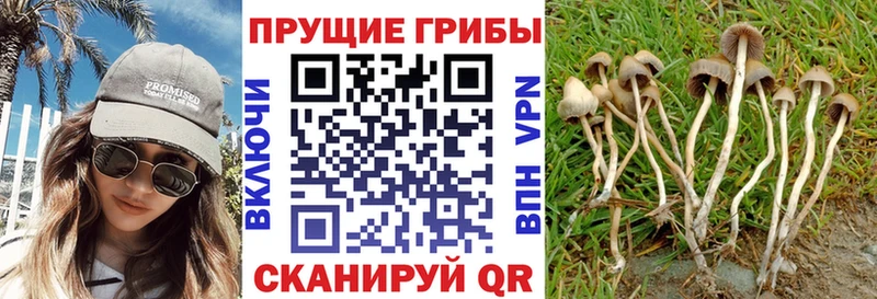 закладка  Фёдоровский  Галлюциногенные грибы Psilocybe 